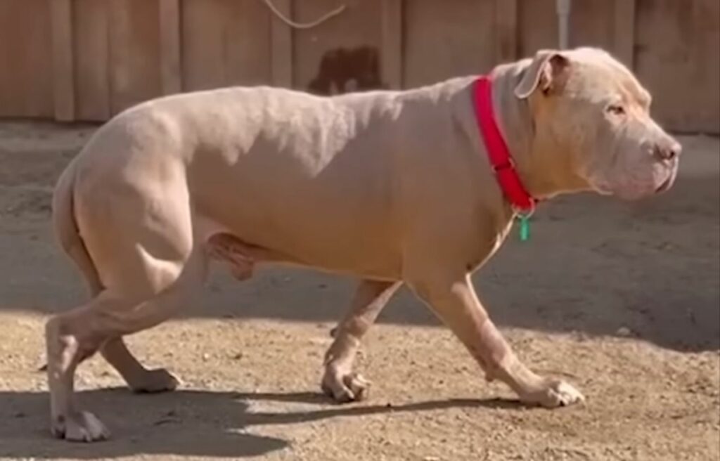 Bruno starting to walk