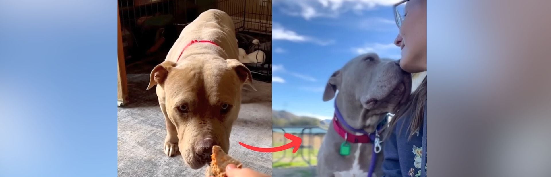 Scared Shelter Dog Learns to Walk Again With a Little Help and Lots of Love featured image