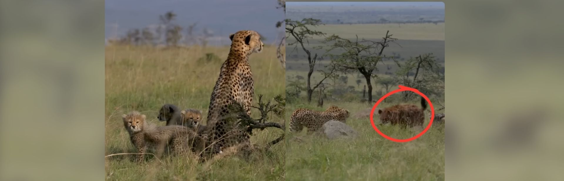Brave Cheetah Mother Defies Odds to Raise Her Four Cubs featured image