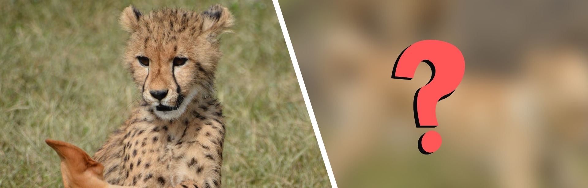The Incredible Tale of a Cheetah's Companion You Won't Believe Is Real featured image