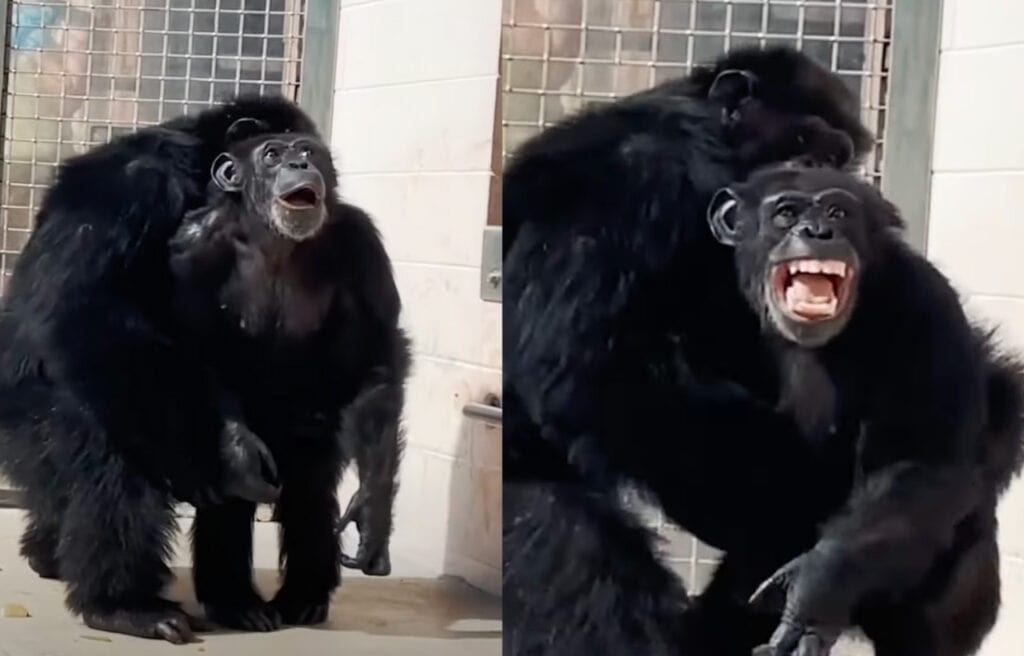 side by side image of Vaniila looking at the sky with awe