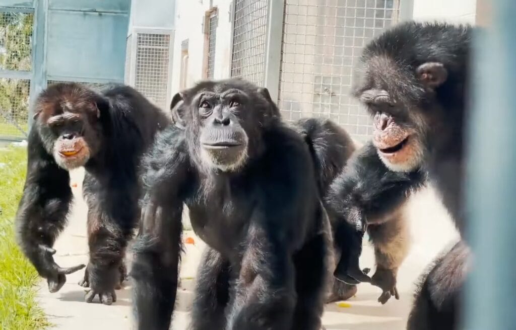 Vanilla looking up at the sky