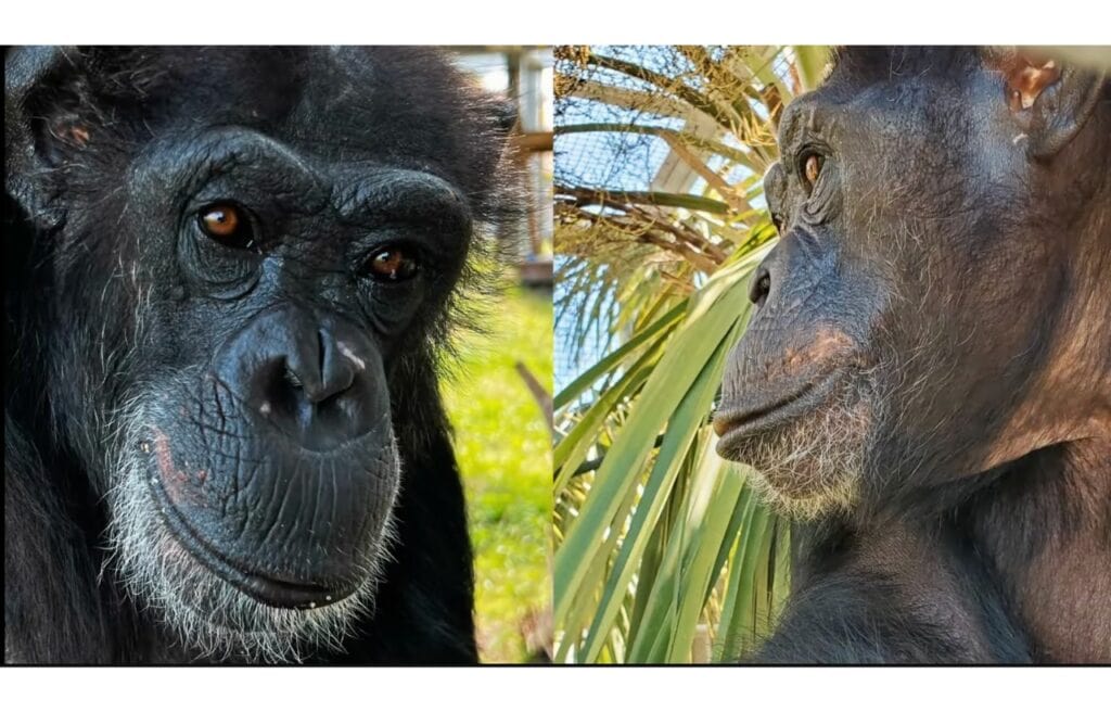 Side by side image of Vanilla