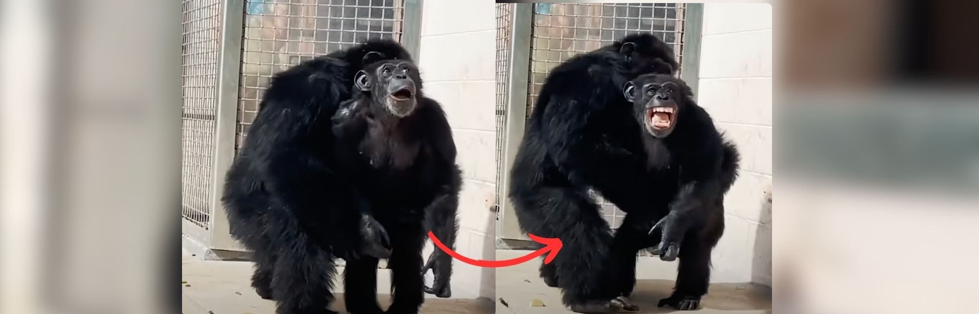 Chimp Sees Sky for the First Time, and Her Reaction Will Melt Your Heart featured image