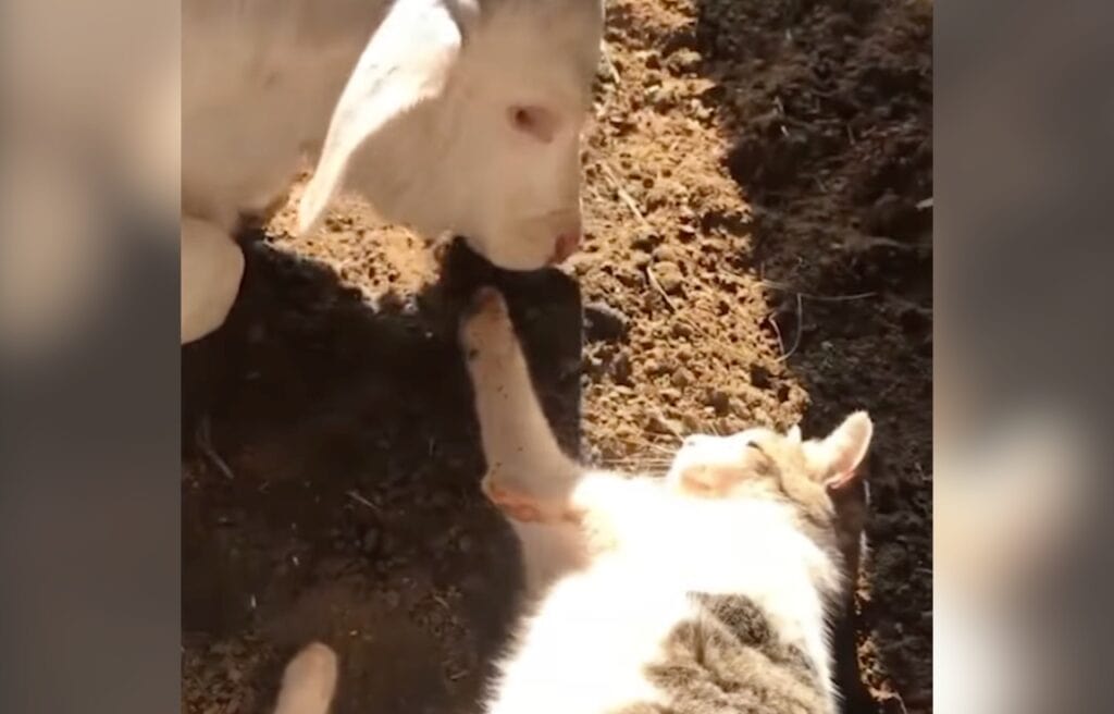 Amora playing with Pitaya