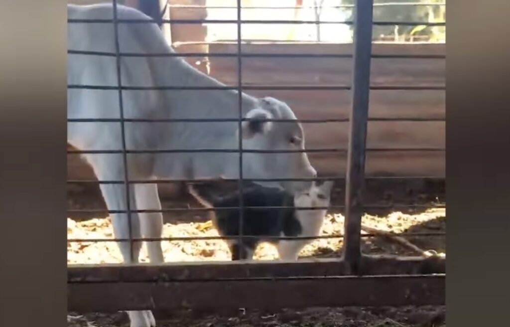 Amora inside Pitaya's barn