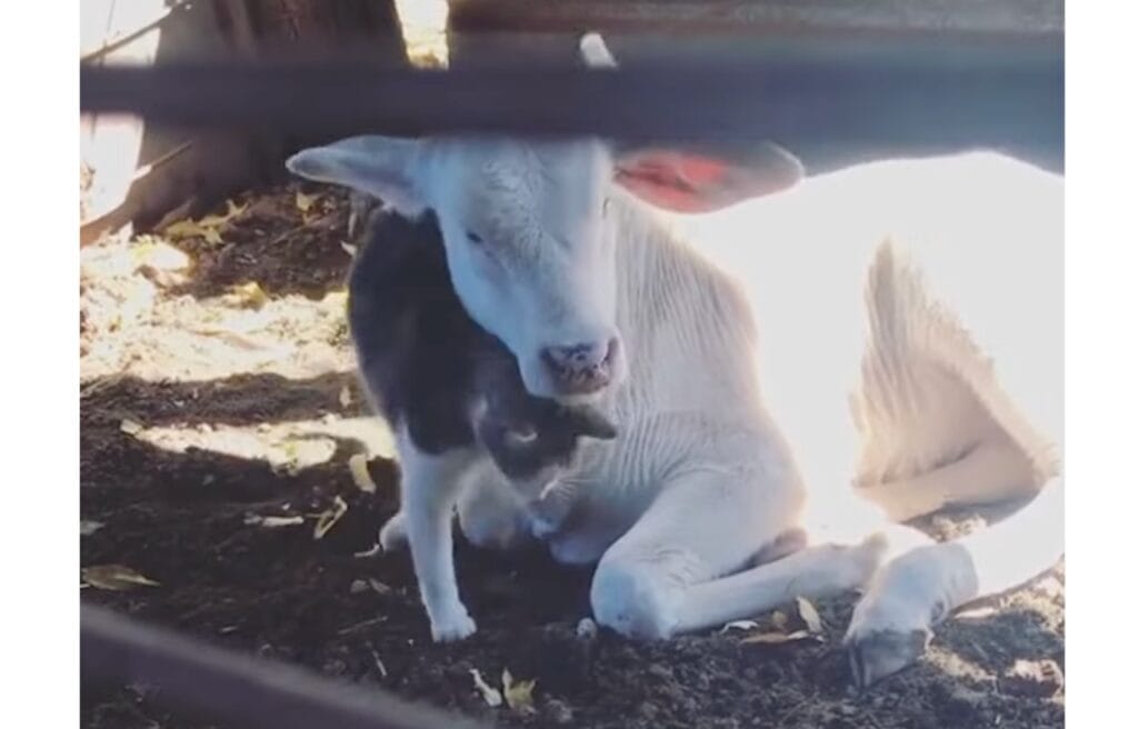 Pitaya the cow and Amora the cat cuddling