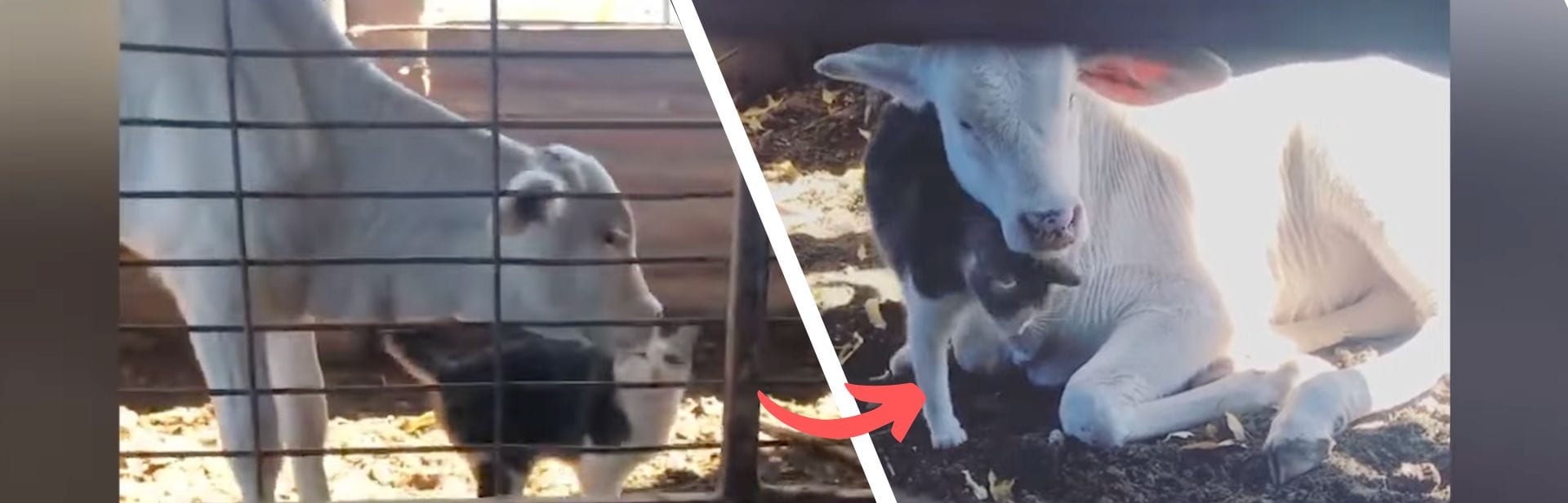 Sassy Farm Cat Befriends Lonely Baby Cow in Unlikely Friendship featured image