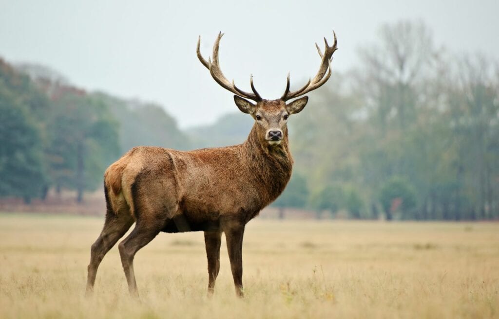 Deer standing on a dry field