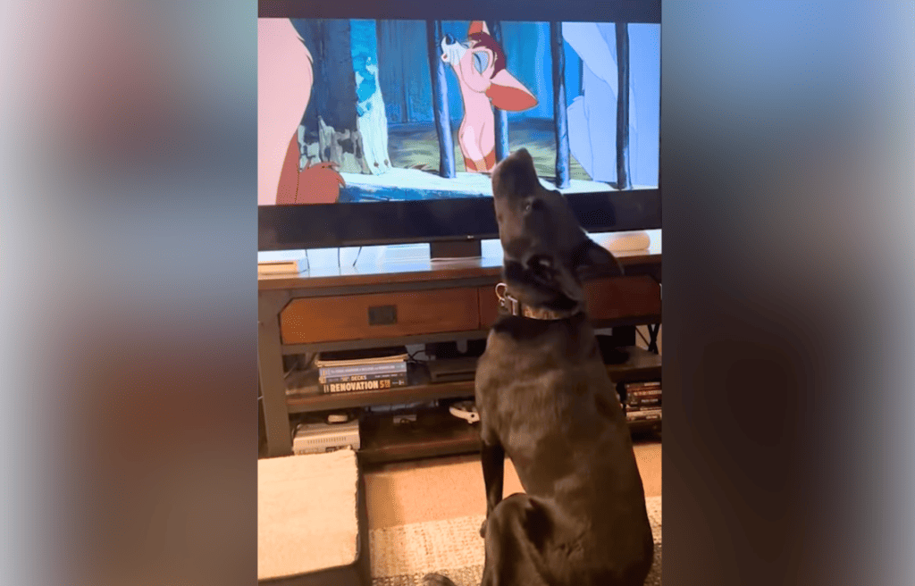 Bosco reacting to animated movie