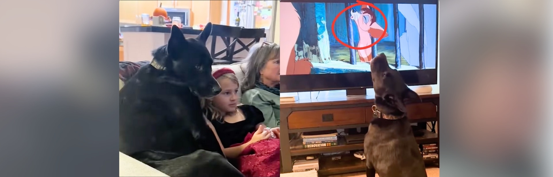 Dog's Emotional Movie Reactions Light Up  Family Nights featured image