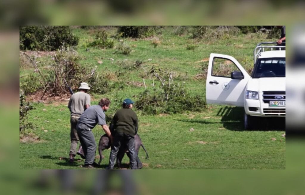 Rangers hugging the baby elephant with white car on the side