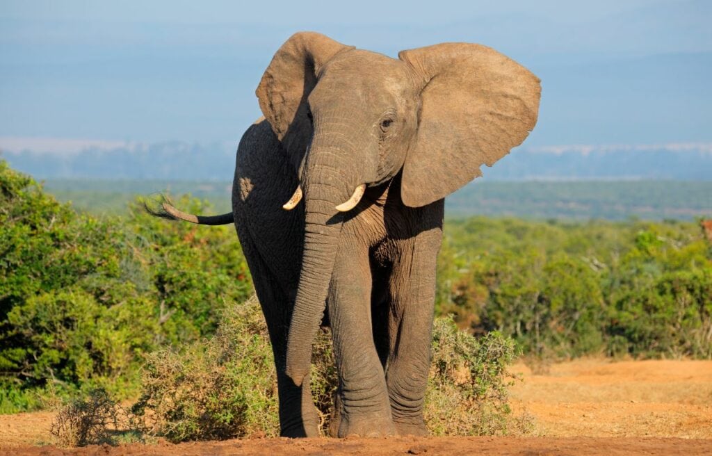Elephant standing on the field