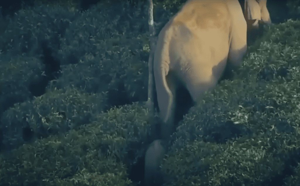 Baby elephant and its mother walking on the mountains