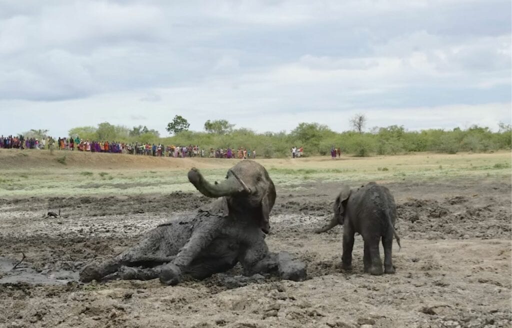 mother elephant getting ready to stand up 