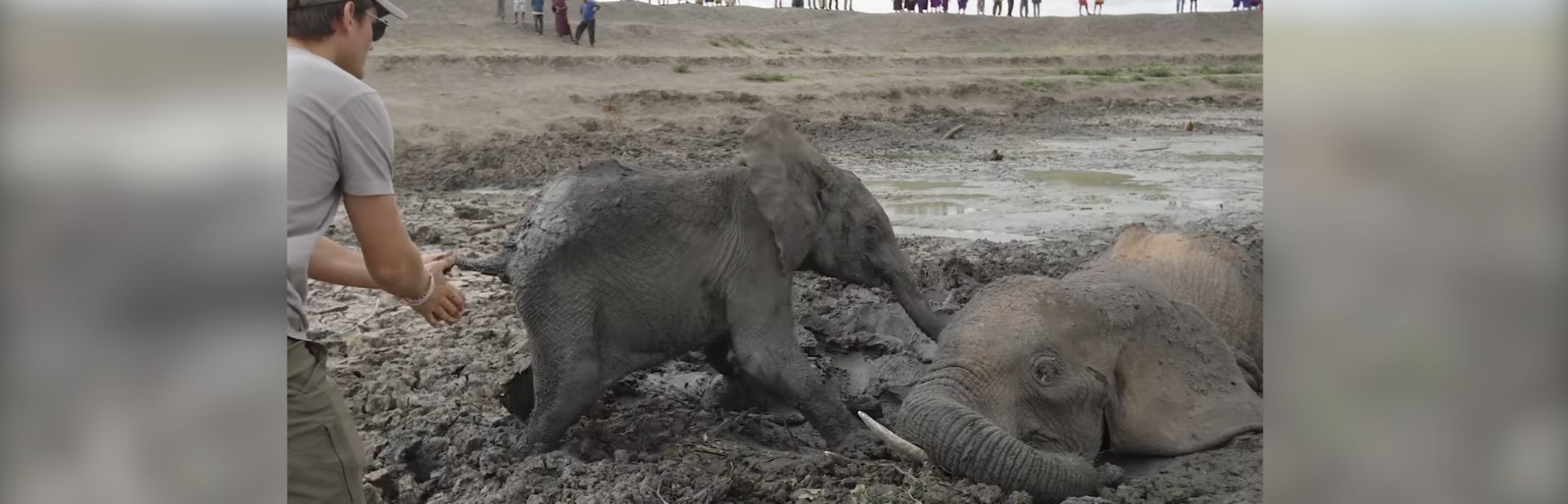 Brave Baby Elephant Stays by His Mother in Daring Mud Rescue featured image