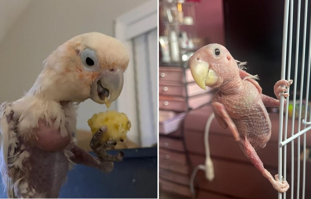 Two featherless birds looking at each other