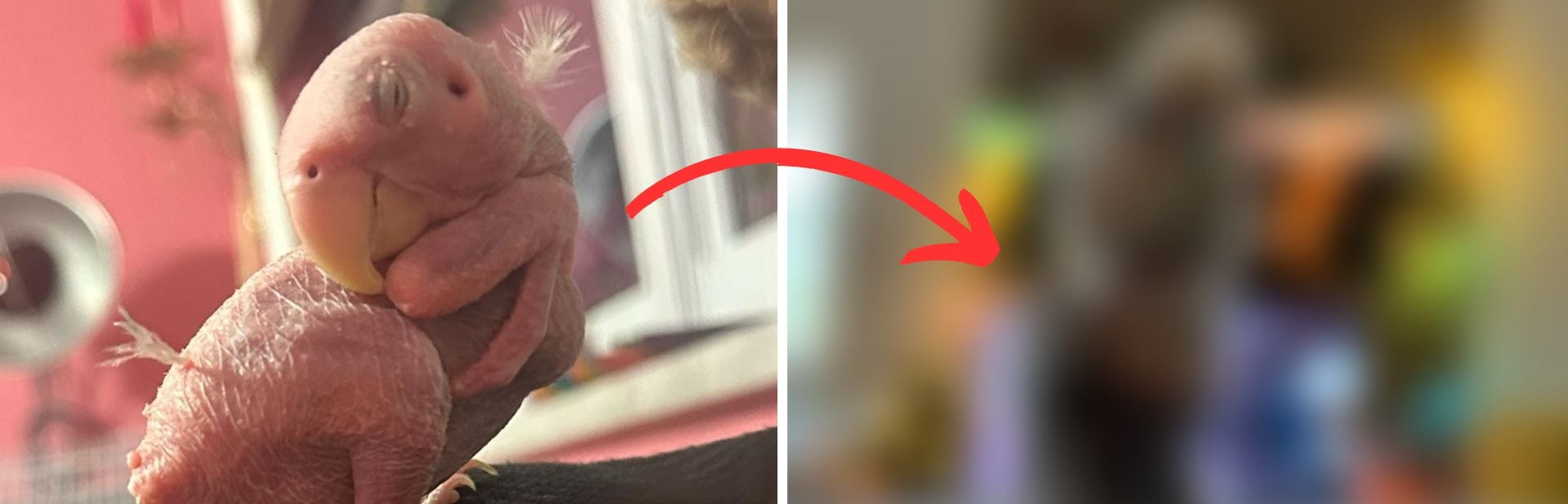 Featherless birds featured image