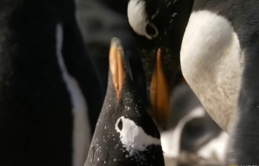 the young gentoo penguin and his mate