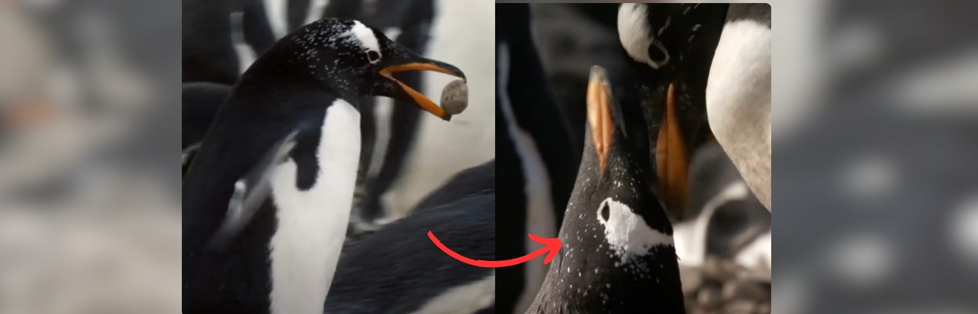 Young Gentoo Penguin Finds the Love of His Life Through Surprising Means featured image
