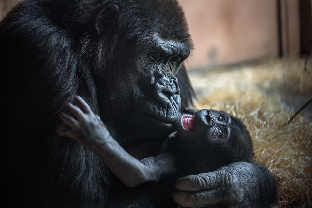 A mother western lowland gorilla hugging her baby