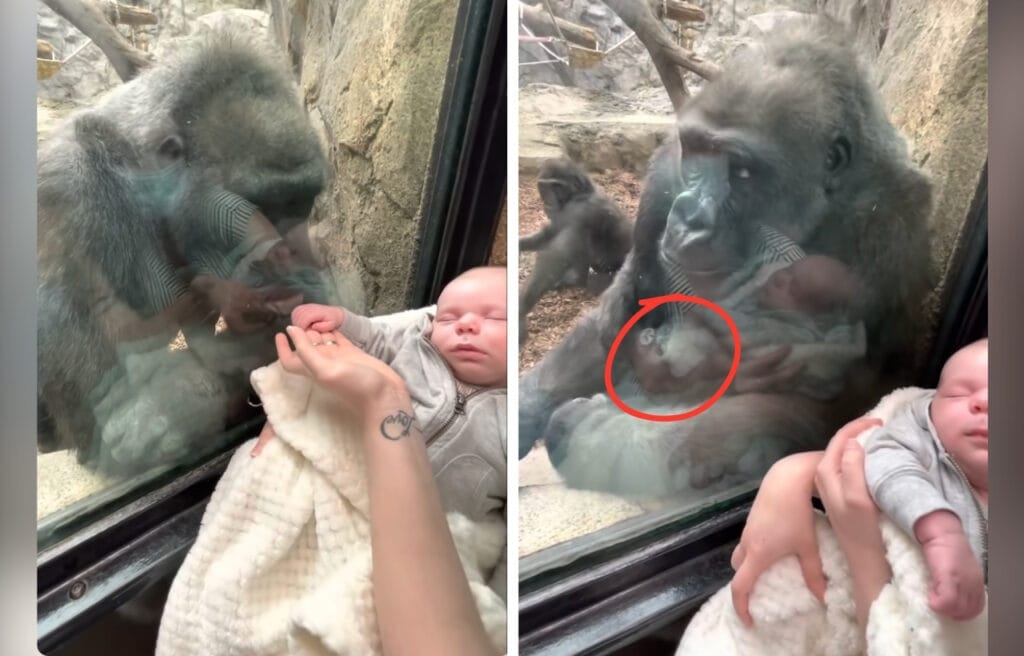 Side y side image of Kiki looking at Canyon throught the glass and  KIki showing her son Pablo 