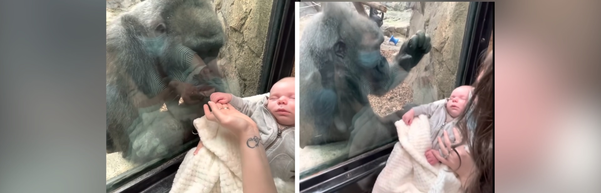 Gorilla and Baby's Unspoken Connection Captures Internet's Heart featured image