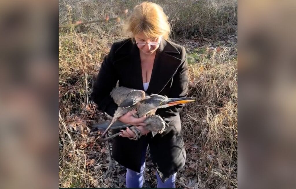 Karenlynn holding the rescued heron