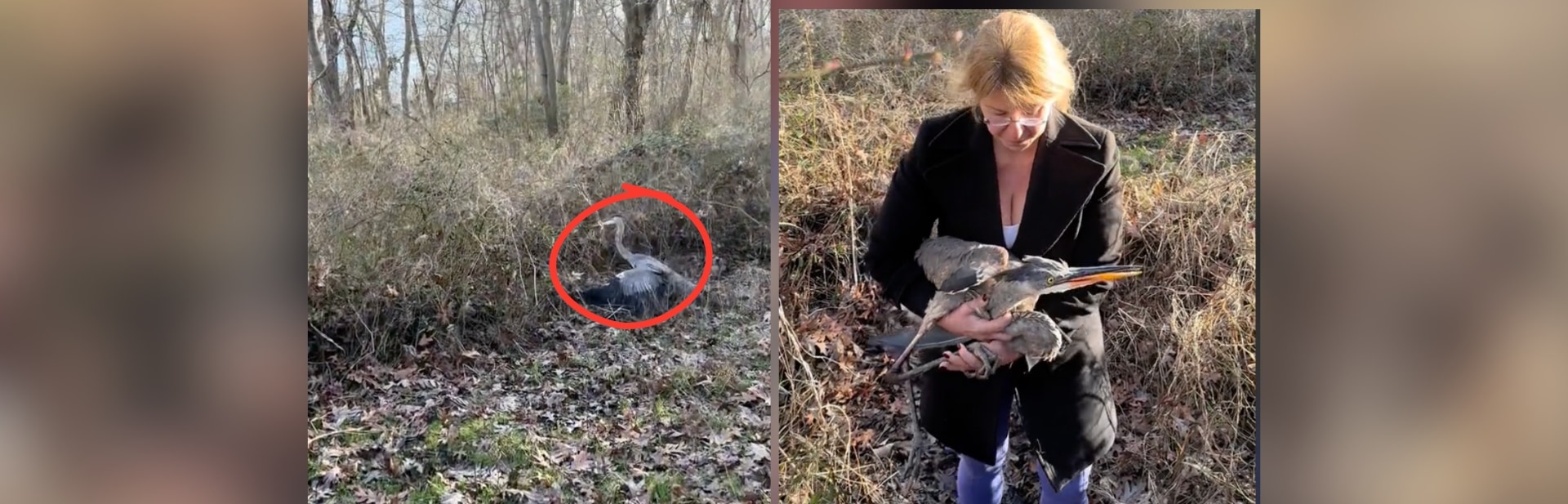 Simple Nature Walk Turns Into An Unforgettable Rescue Mission For A Heron featured image