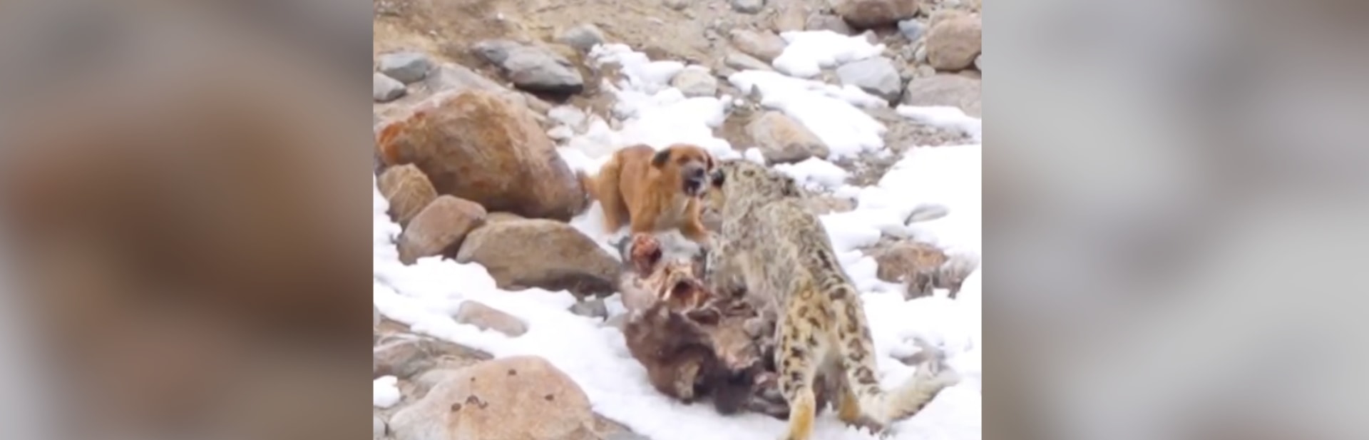 This Dog Thought It Was Just Another Day in the Himalayas Until It Wasn't featured image