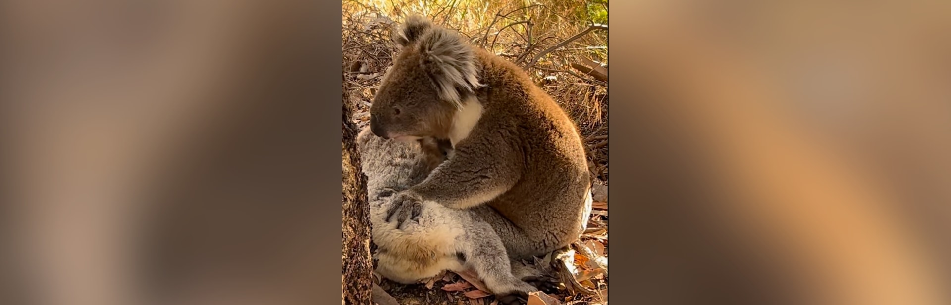 This Koala's Act of Grief Might Just Make You Cry featured image
