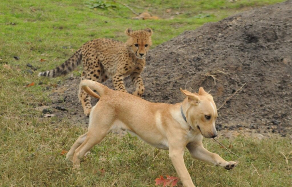 Kumbali running after Kago