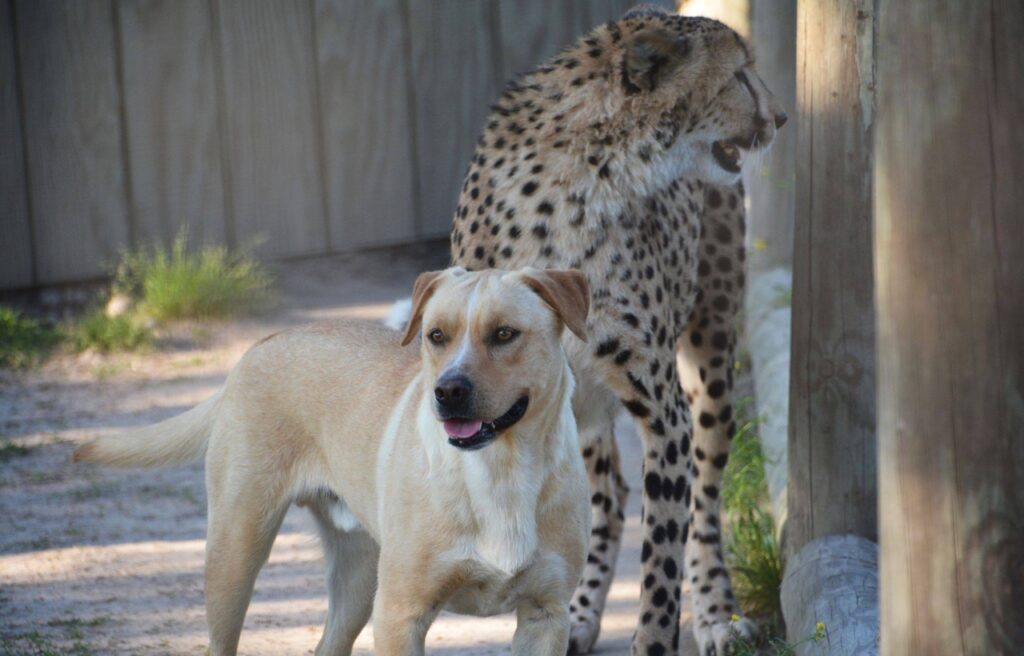 Kago and Kumbali in Metro Richmond Zoo