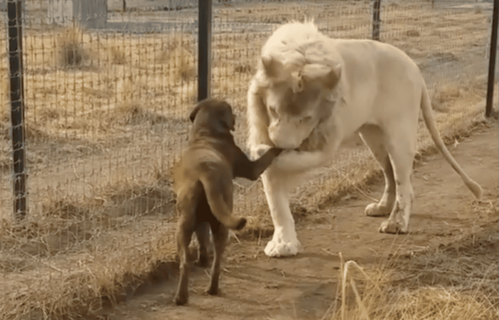 Mike the lion giving smooches to Camila's paw