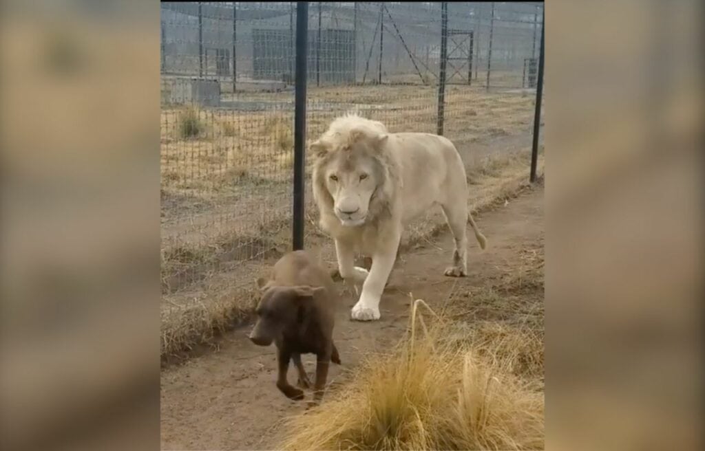 Miki running after Camila