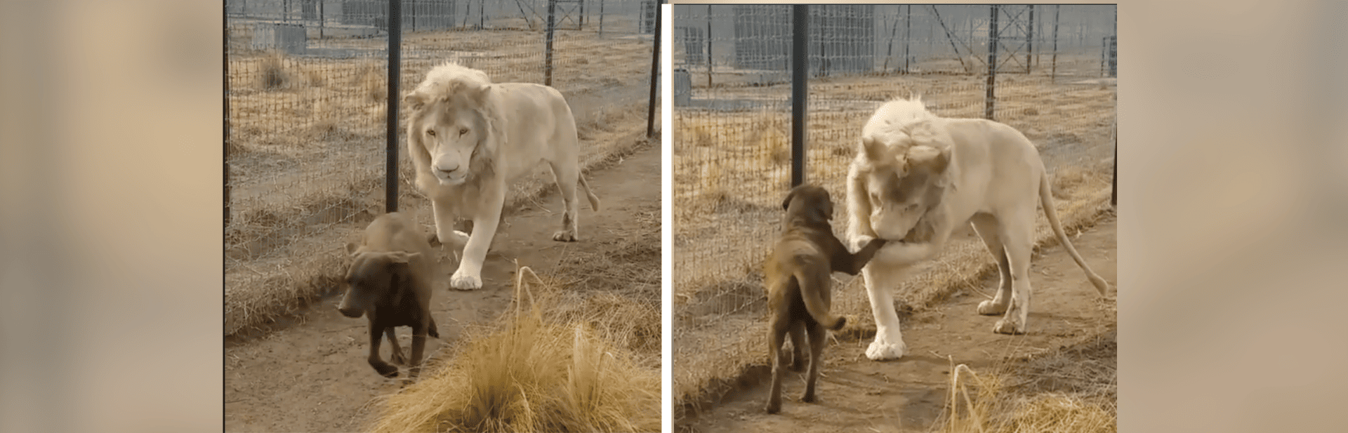 This Lion Giving Smooches on Puppy's Paws is a Perfect Disney-Esque Moment featured image