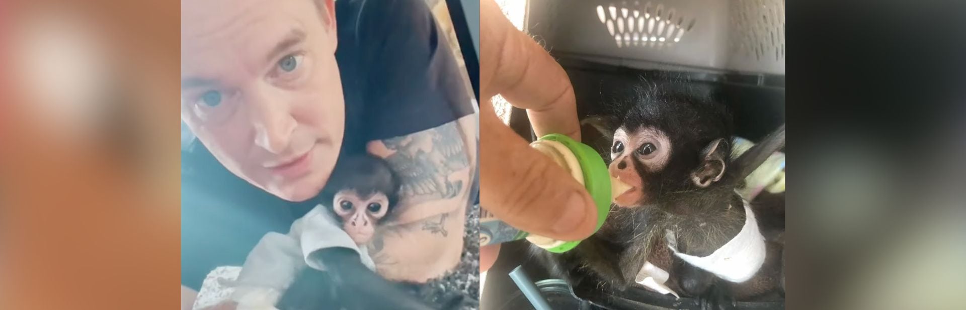 This Rescued Tiny Monkey Has A Heart of a Playful Child featured image