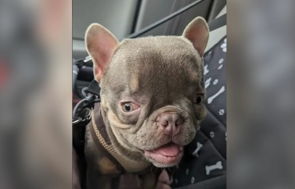 Image of Mr. Muggles