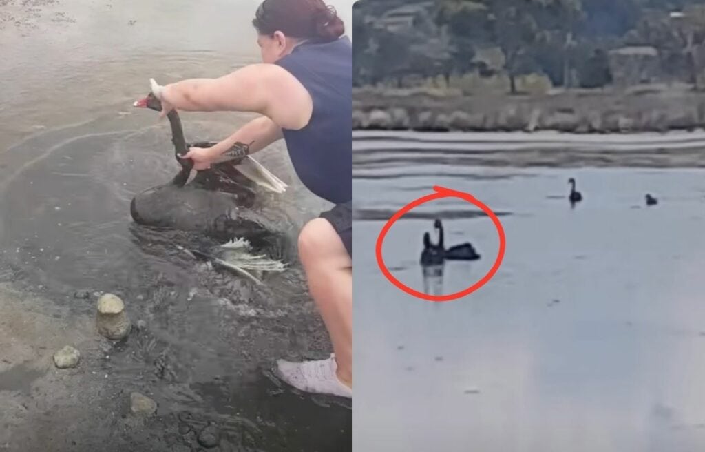 the swan while being rescued and the swan after she was reunited with her mate