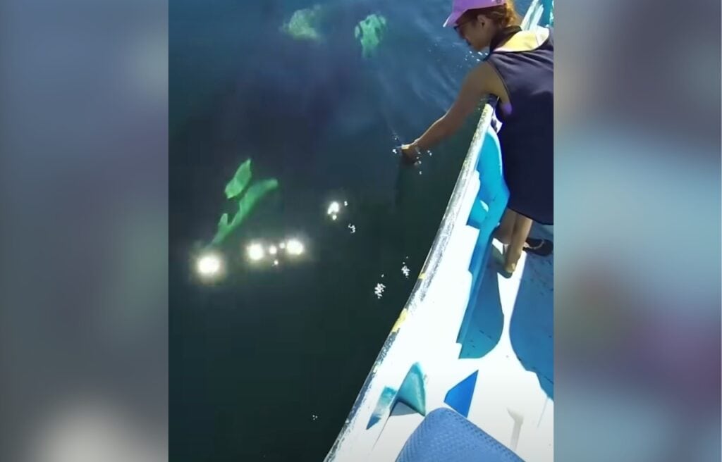 orca approaching a boat