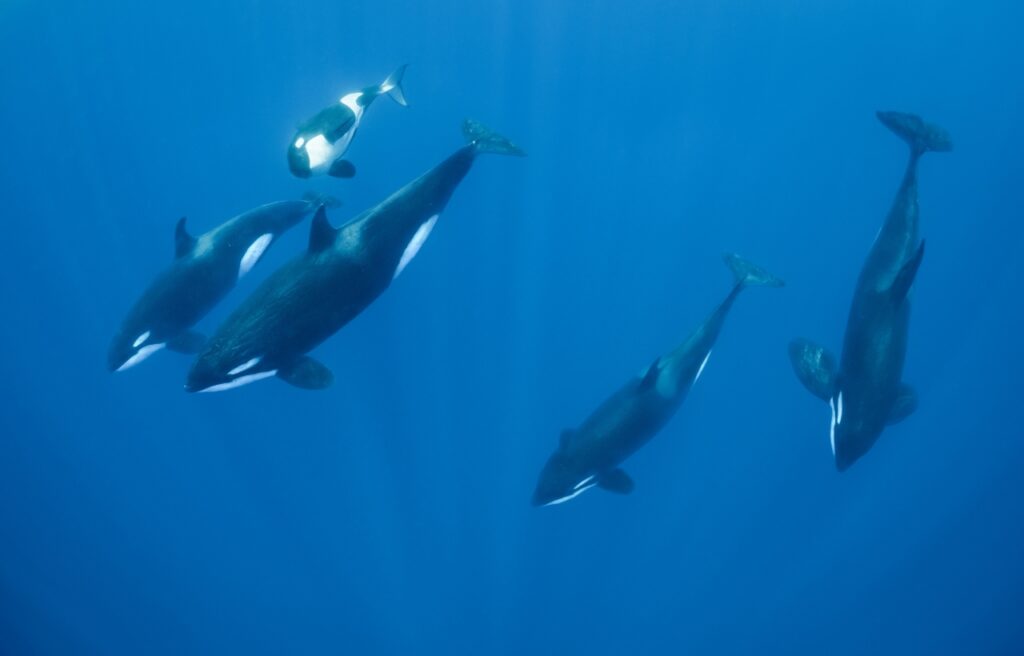 orca pod underwater