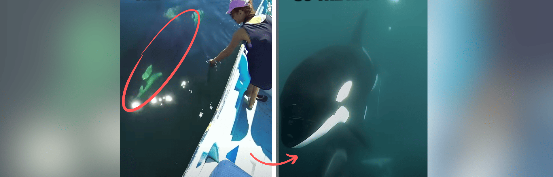 Baby Orca Leads Rescuers to Free Trapped Mother in Heartwarming Video featured image