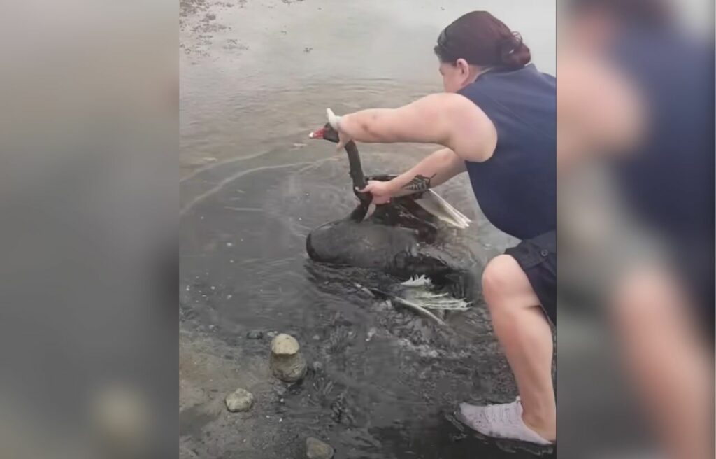 Officer rescuing a swan