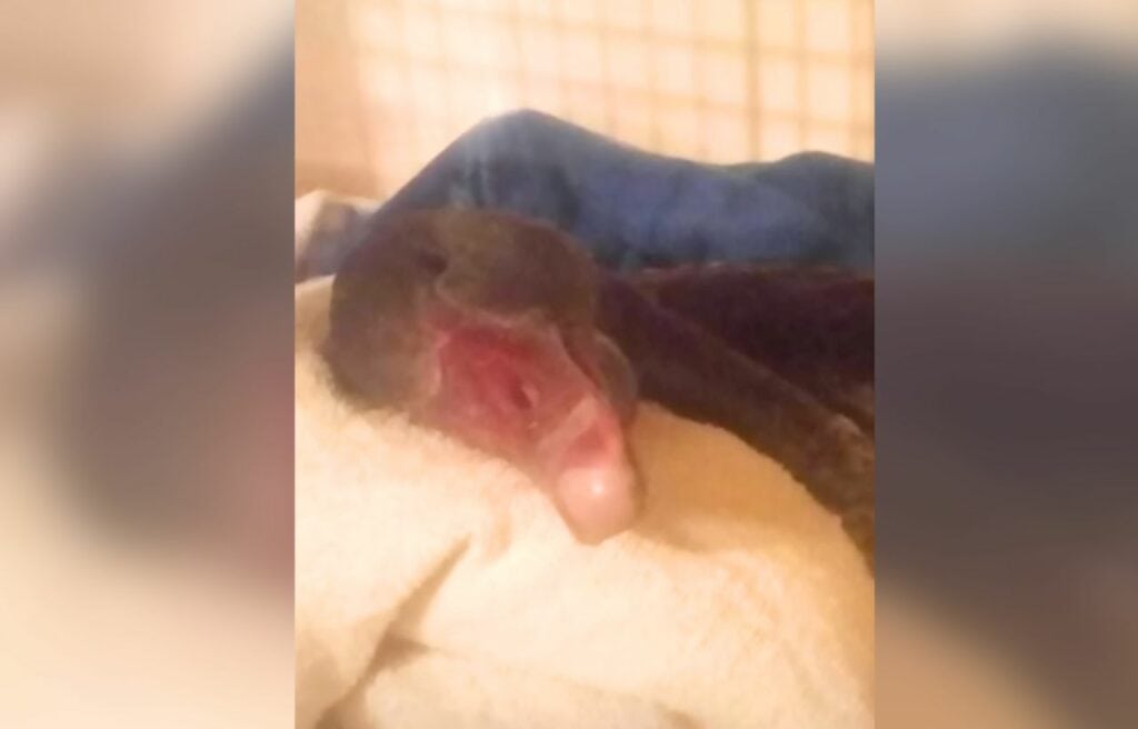 The paralyzed swan during recovery