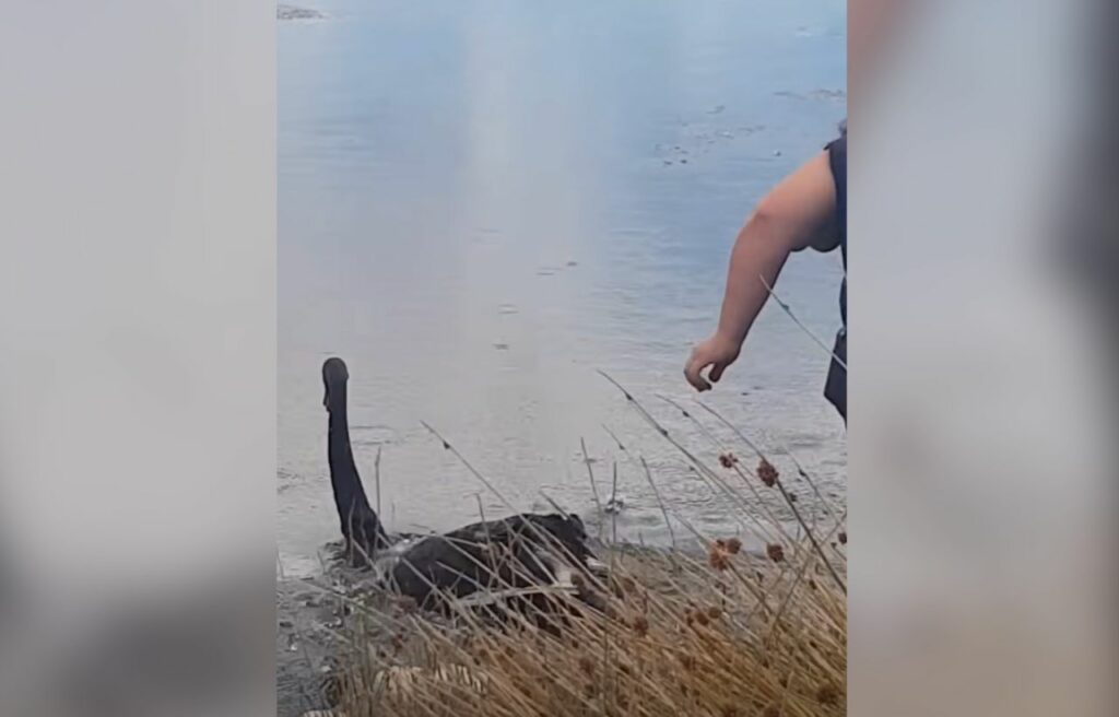 The swan is released back to the wild