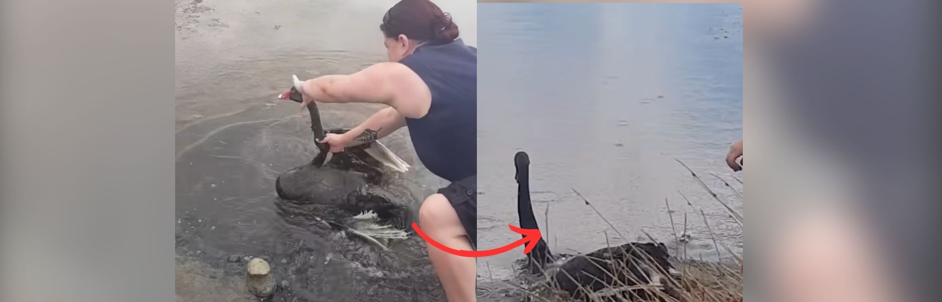 Swan Defeats Paralysis, But It’s Her Homecoming That’ll Make You Cry featured image