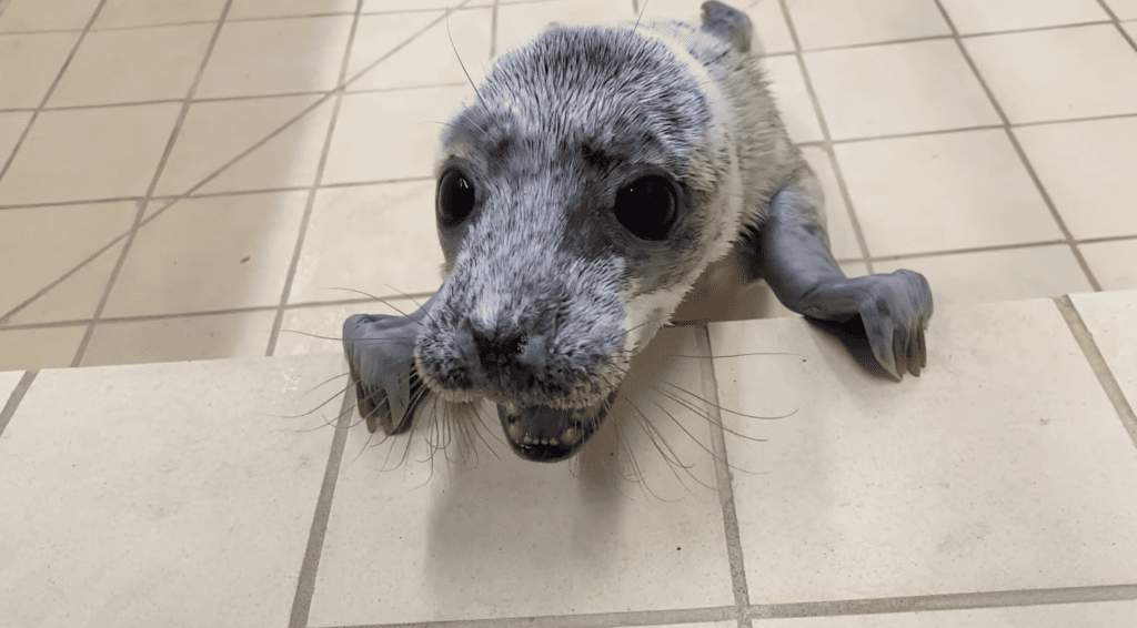 seal cheering 
