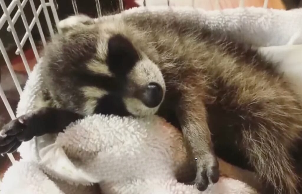 Jasper while rceiving treatment 