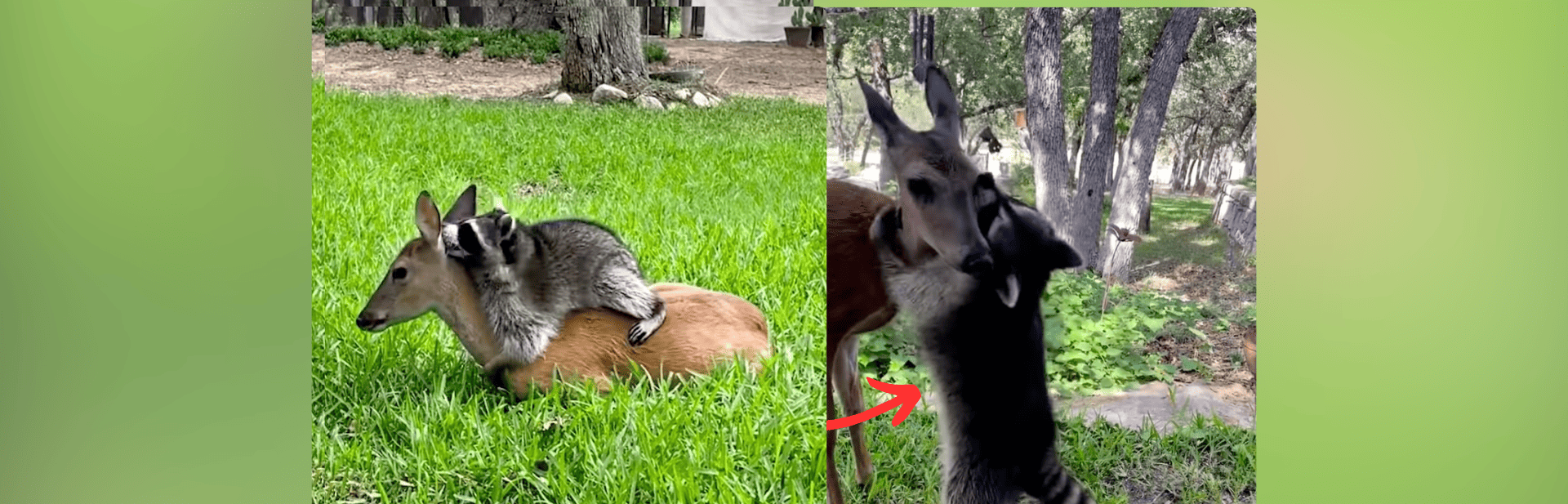 Heartwarming Bond of Rescued Raccoon and Deer Defies the Odds featured image