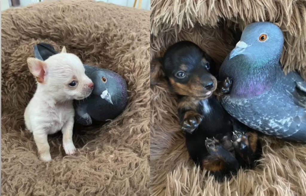 Herman with two different puppies